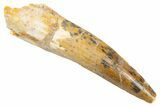 Fossil Spinosaurus Tooth - Real Dinosaur Tooth #305742-1